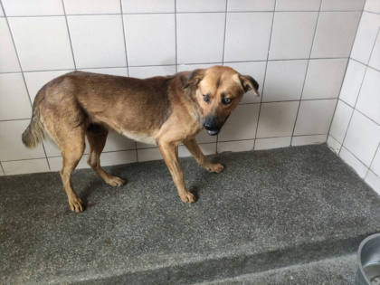 高雄市待認養狗｜混種犬｜黃色｜公
