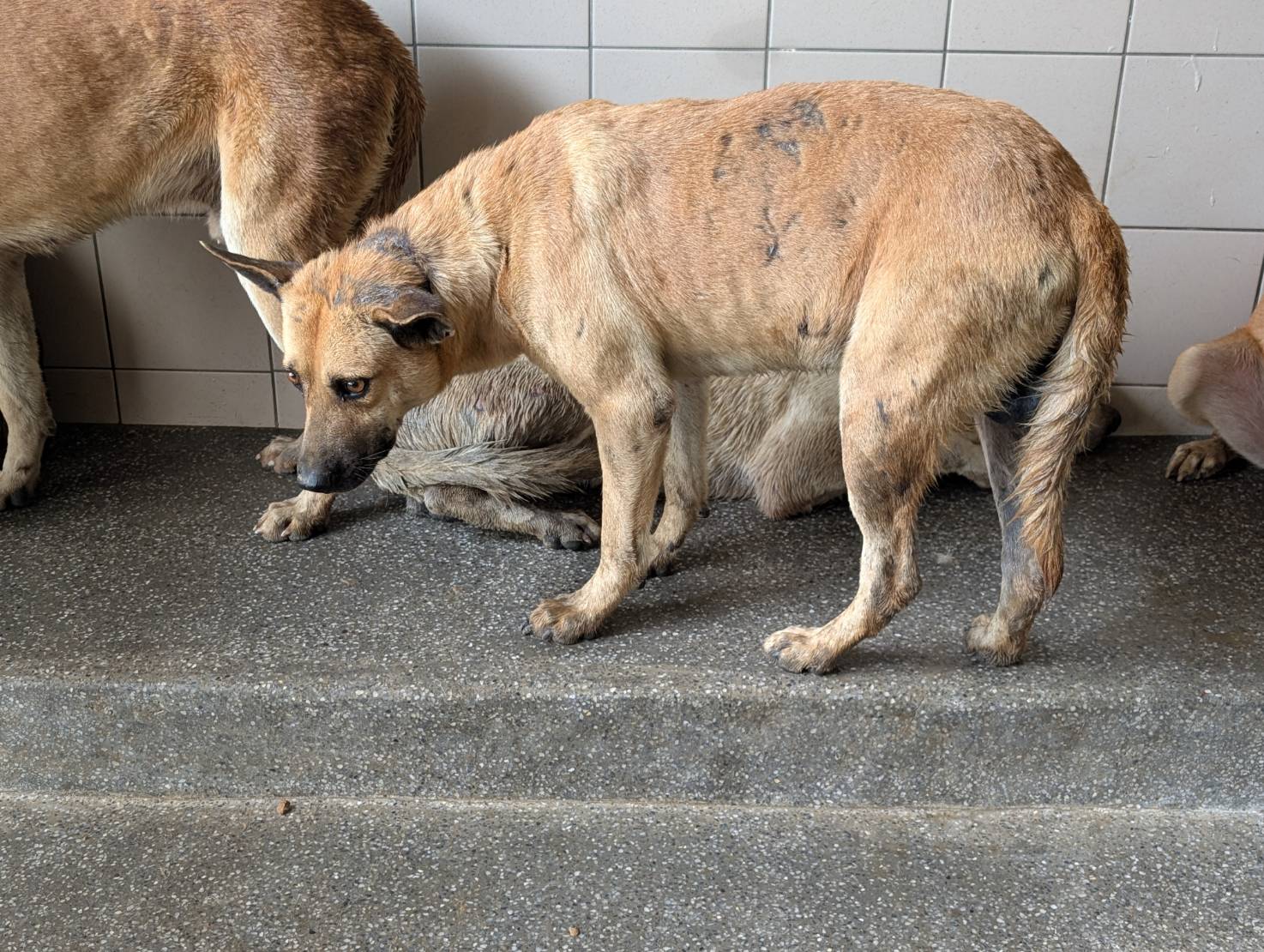 高雄市待認養狗 混種犬