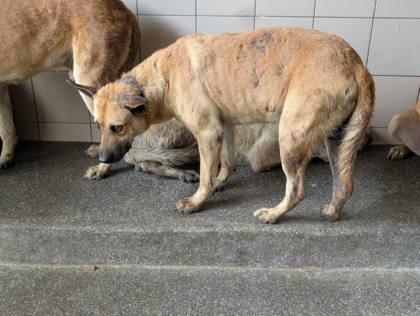 高雄市待認養狗｜混種犬｜黃色｜公