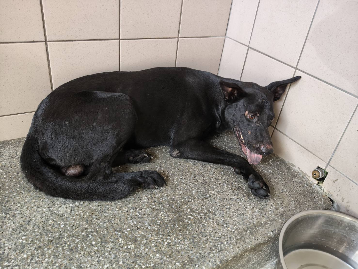 高雄市待認養狗 混種犬