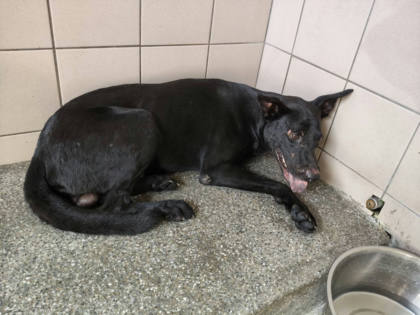 高雄市待認養狗｜混種犬｜黑色｜公