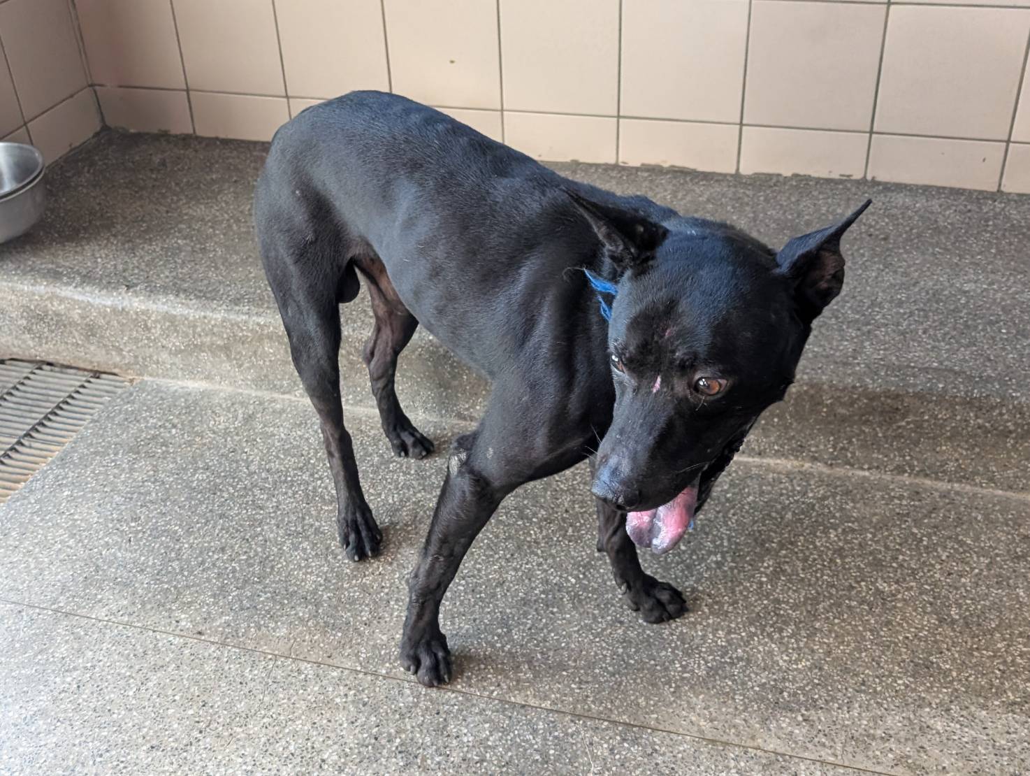 高雄市待認養狗 混種犬