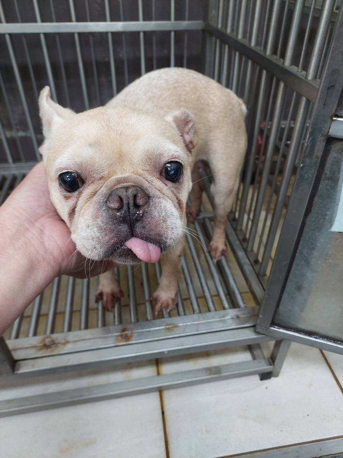 新北市待認養狗 法國鬥牛犬