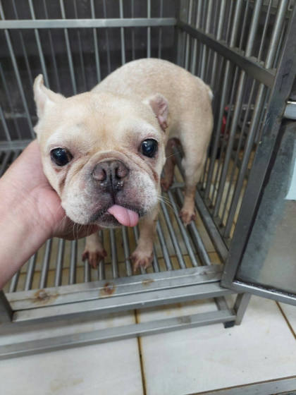 新北市待認養狗｜法國鬥牛犬｜米色｜母