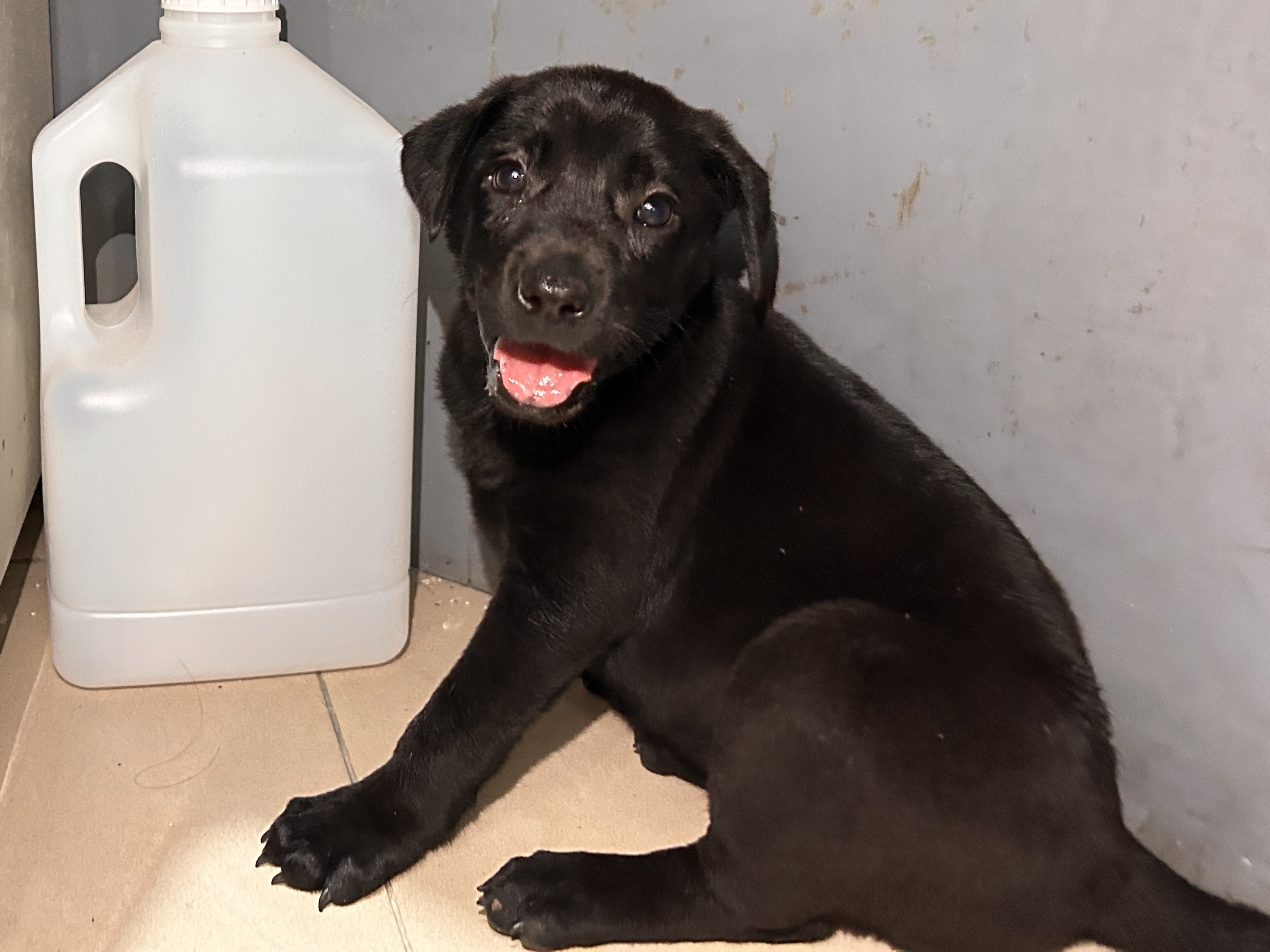 高雄市待認養狗 混種犬