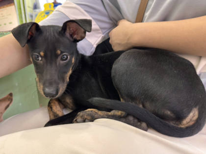 高雄市待認養狗｜混種犬｜黑色｜母