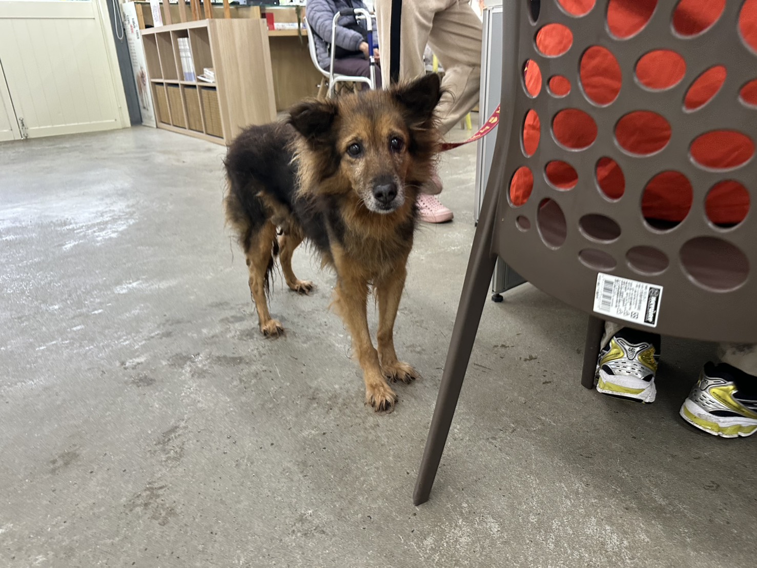 台北市待認養狗 混種犬