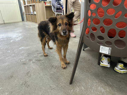 台北市待認養狗｜混種犬｜黑棕色｜母