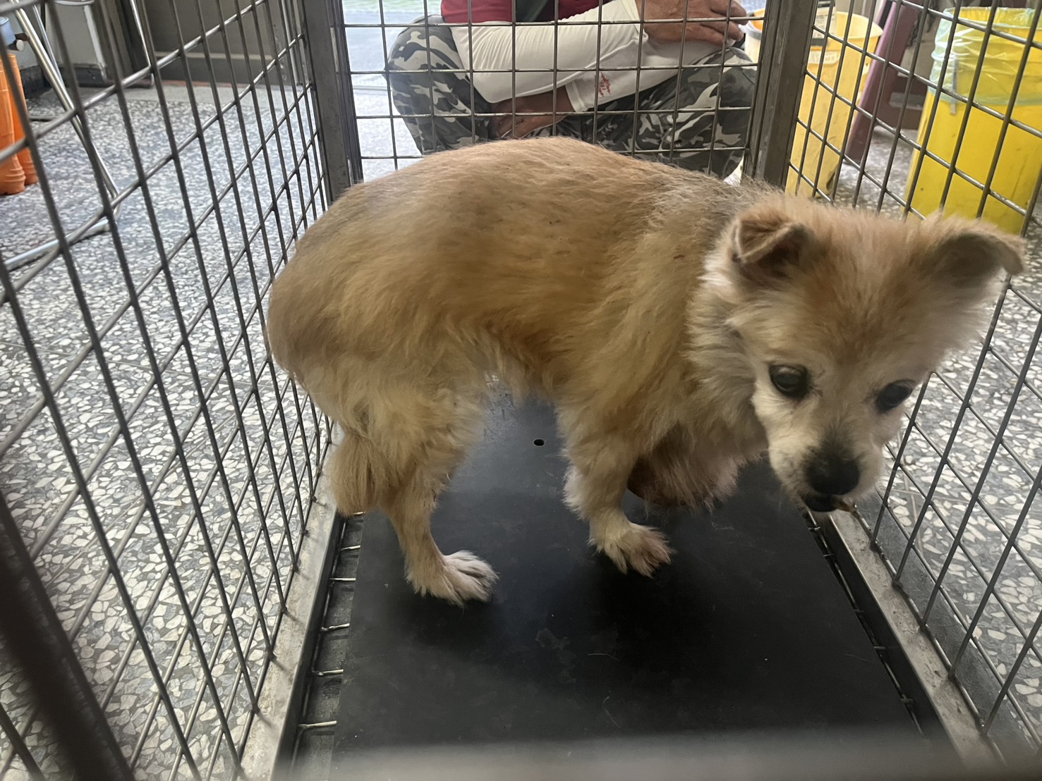 高雄市待認養狗 混種犬
