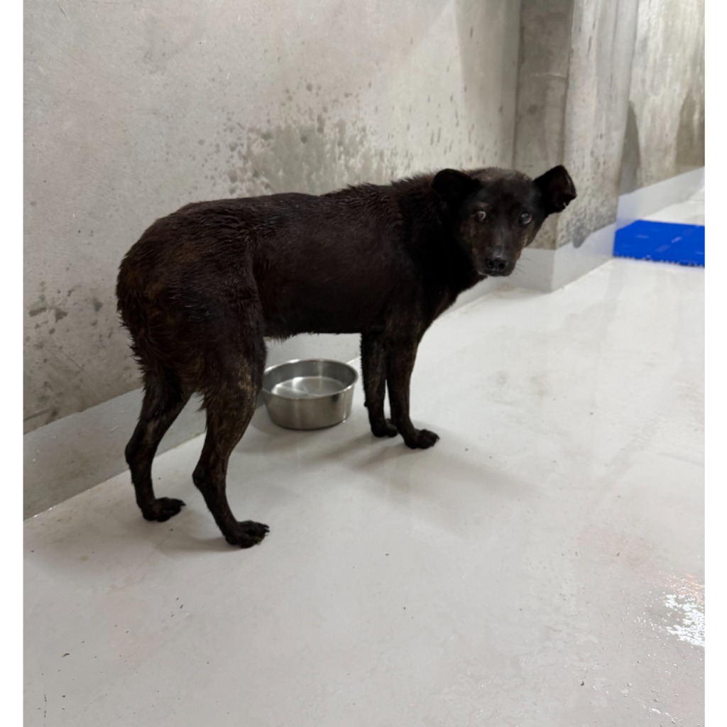 基隆市待認養狗｜混種犬｜黑色｜母