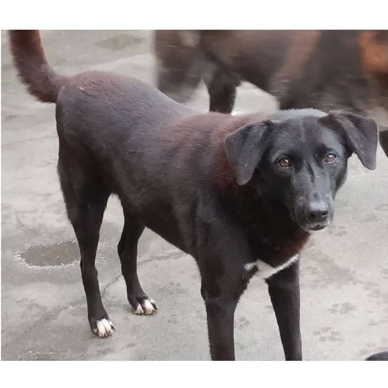 雲林縣已領養狗 混種犬