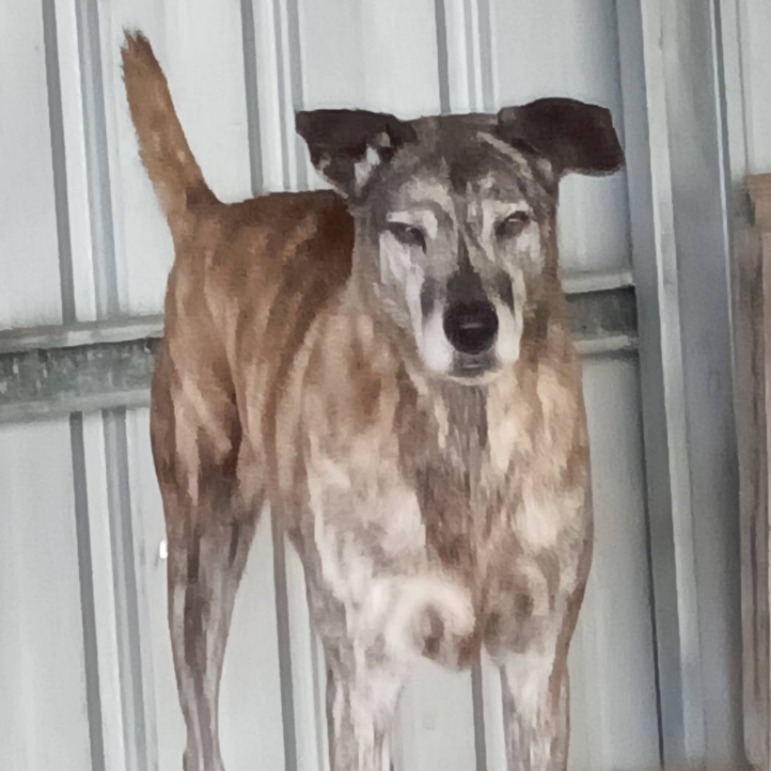 雲林縣已領養狗 混種犬