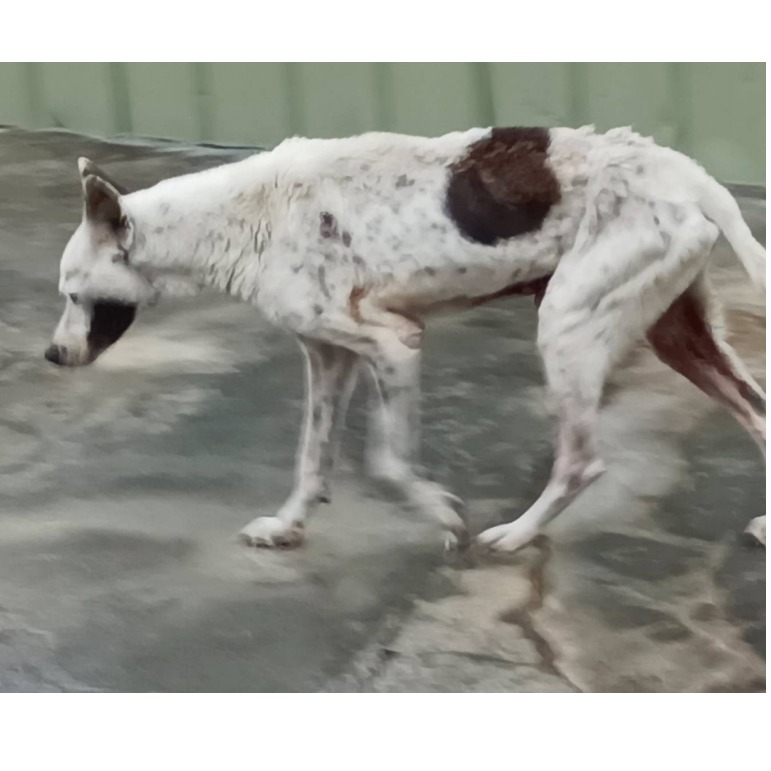 雲林縣已領養狗 混種犬