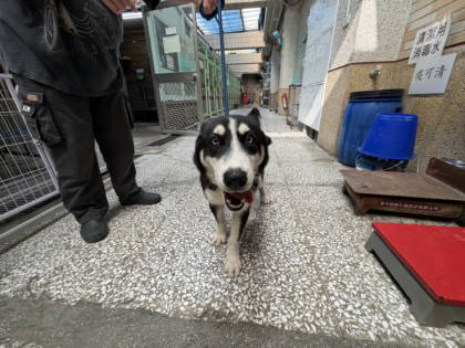 高雄市待認養狗｜哈士奇(西伯利亞雪橇犬)｜黑色｜母