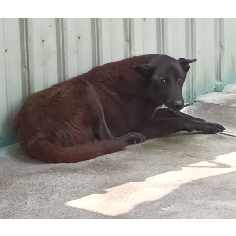 雲林縣已領養狗 混種犬