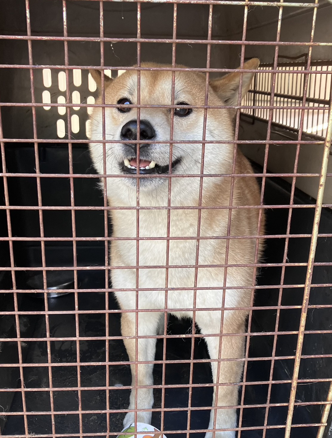 新北市待認養狗 柴犬
