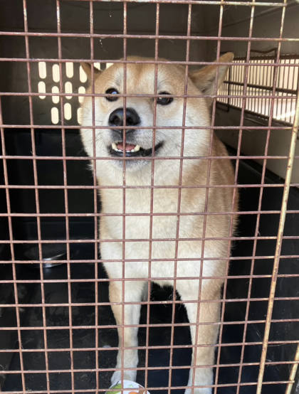 新北市待認養狗｜柴犬｜黃色｜公