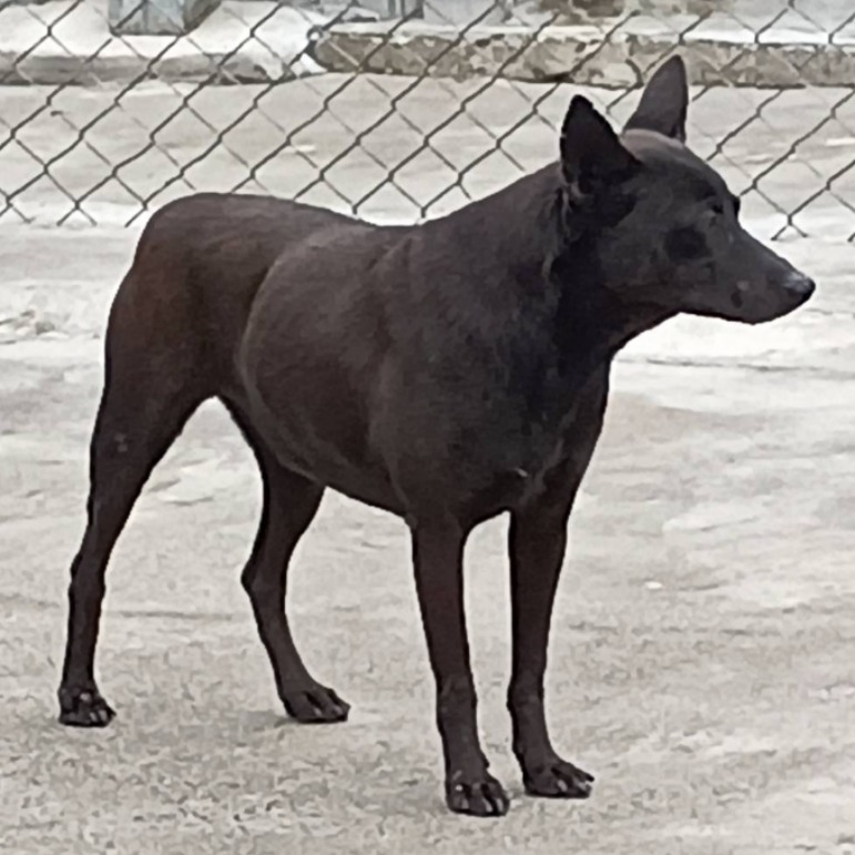 雲林縣已領養狗 混種犬