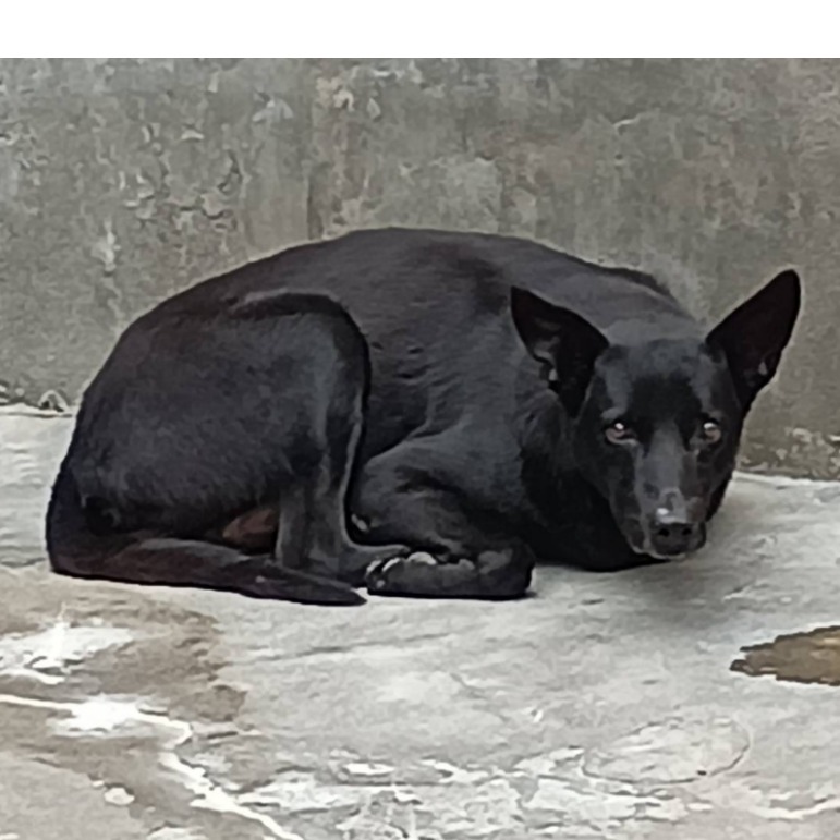 雲林縣已領養狗 混種犬