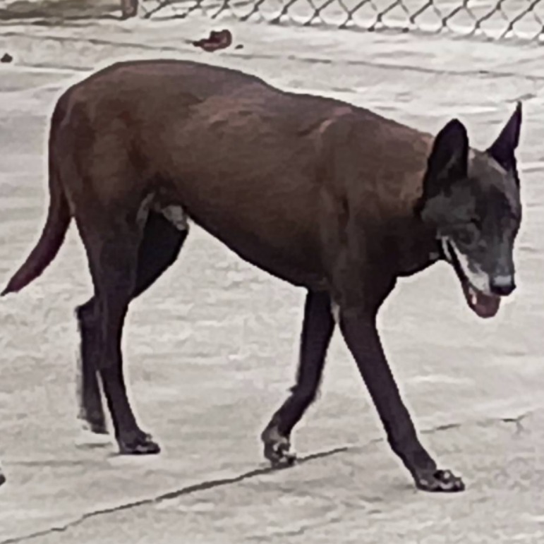 雲林縣已領養狗 混種犬
