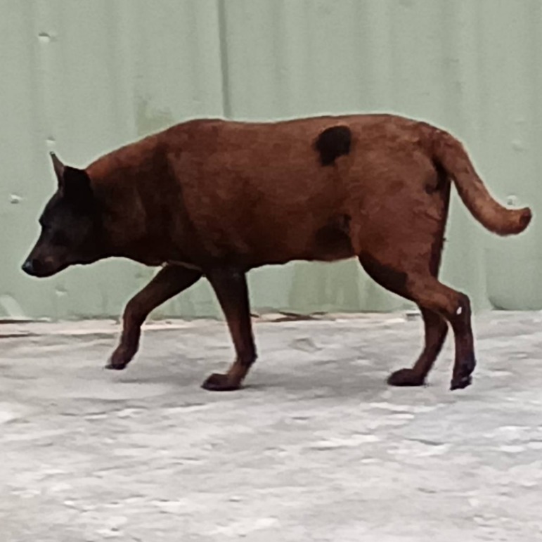 雲林縣已領養狗 混種犬