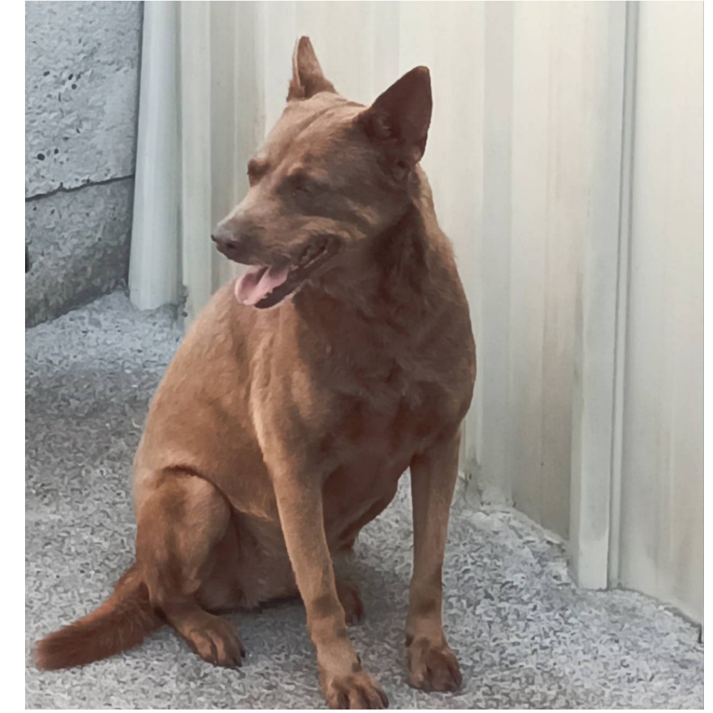 雲林縣已領養狗 混種犬
