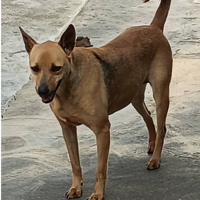雲林縣已領養狗 混種犬