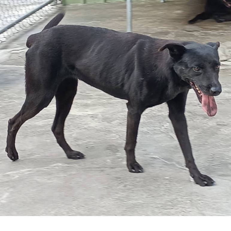 雲林縣已領養狗 混種犬
