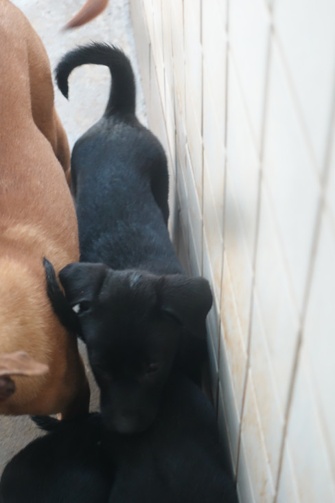 宜蘭縣待認養狗 混種犬