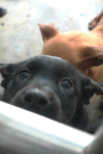宜蘭縣待認養狗｜混種犬｜黑色