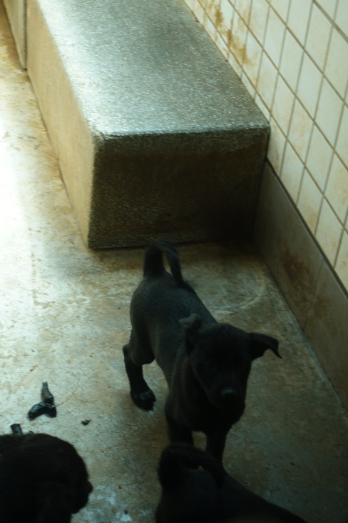 宜蘭縣待認養狗 混種犬