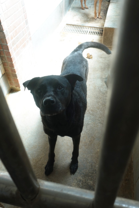 宜蘭縣待認養狗 混種犬