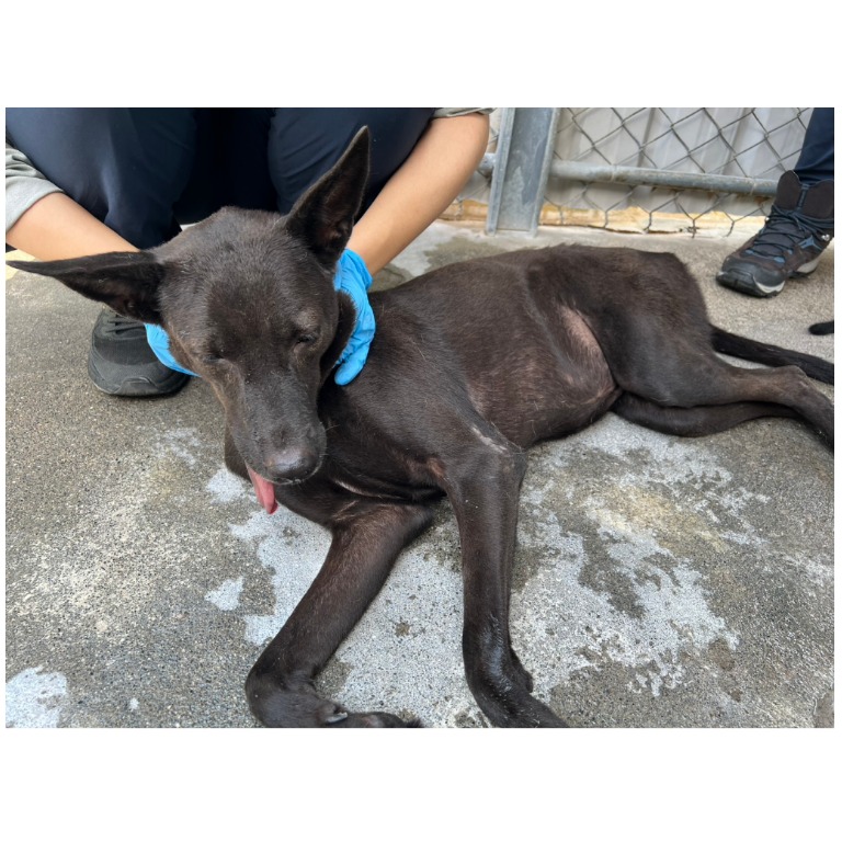 雲林縣已領養狗 混種犬