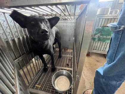 桃園市待認養狗｜混種犬｜黑色｜母