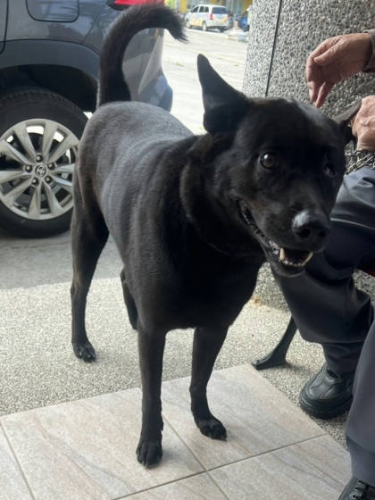 苗栗縣待認養狗｜混種犬｜黑色｜公