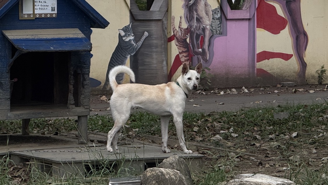 台南市待認養狗 混種犬