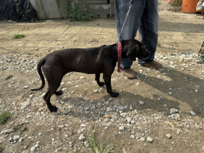 台南市待認養狗｜混種犬｜黑色｜母