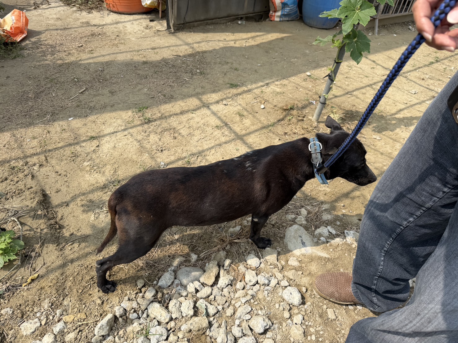 台南市待認養狗 混種犬