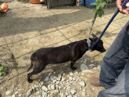 台南市待認養狗｜混種犬｜黑色｜母