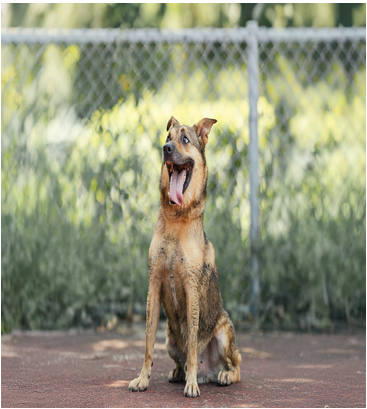 新北市待認養狗｜混種犬｜黑黃色｜公