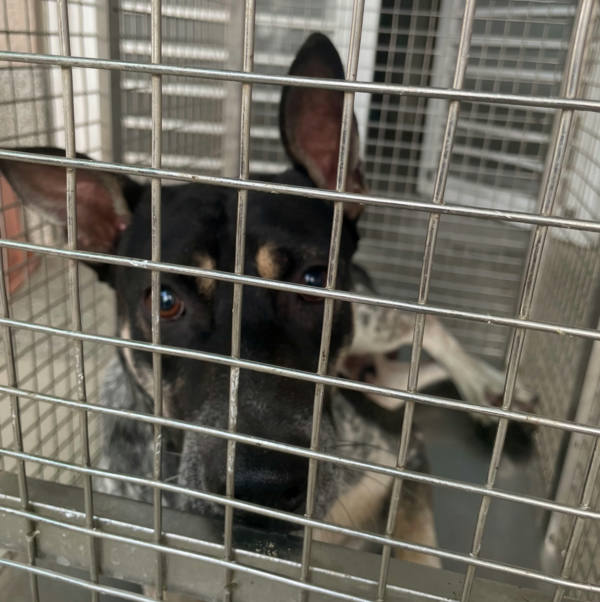 嘉義市待認養狗 混種犬
