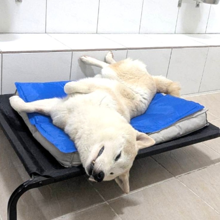 新竹縣已領養狗 柴犬