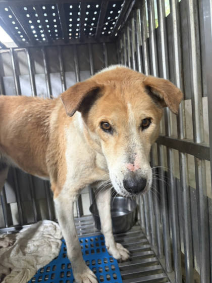 新北市待認養狗｜混種犬｜黃白色｜母