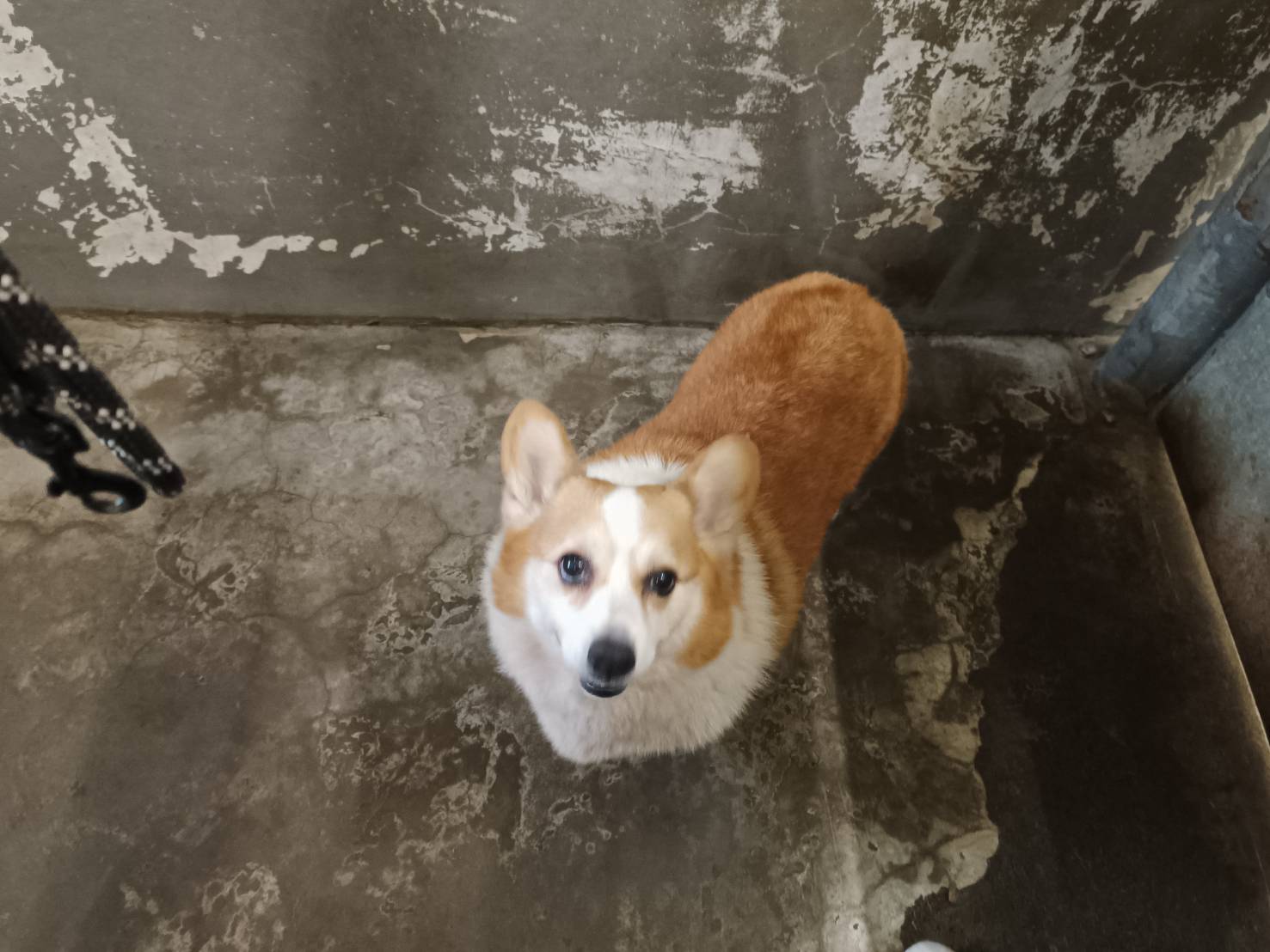 新竹市待認養狗 威爾斯柯基犬