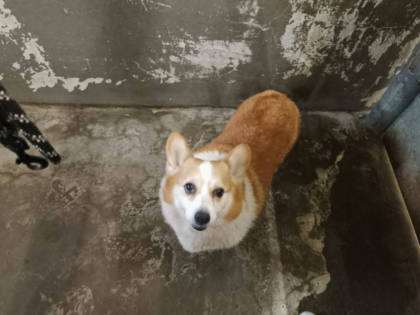 新竹市待認養狗｜威爾斯柯基犬｜黃白色｜公