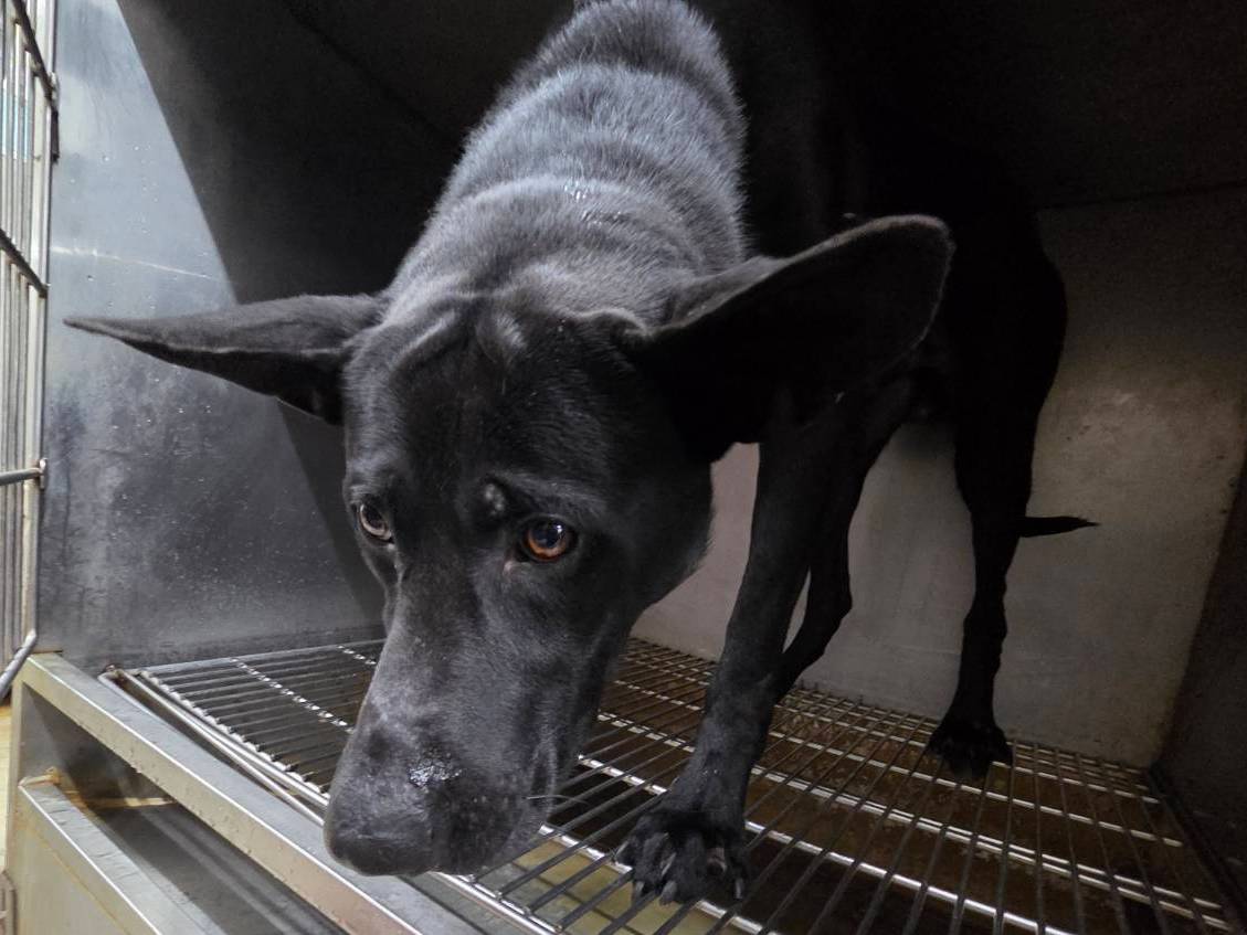 台北市待認養狗 混種犬