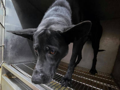 台北市待認養狗｜混種犬｜黑色｜公
