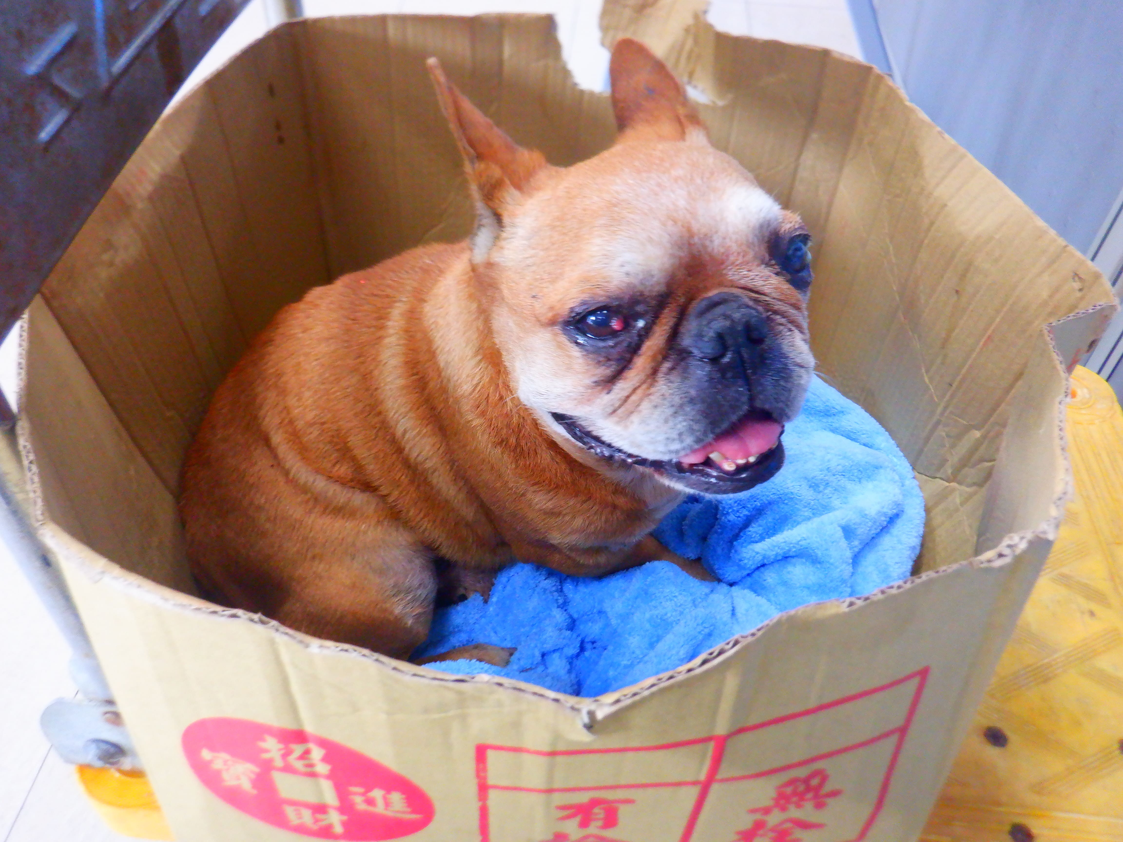 南投縣待認養狗 法國鬥牛犬