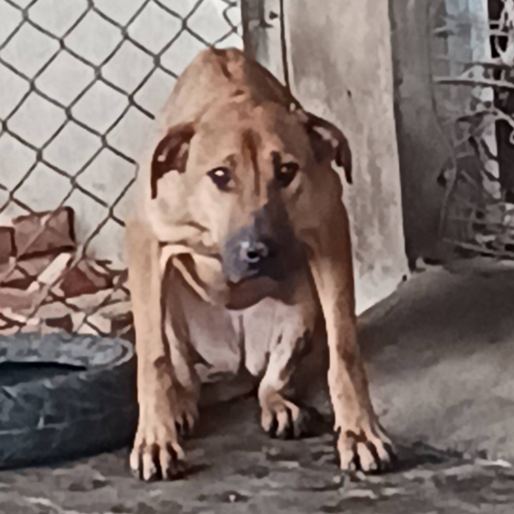 雲林縣已領養狗 混種犬
