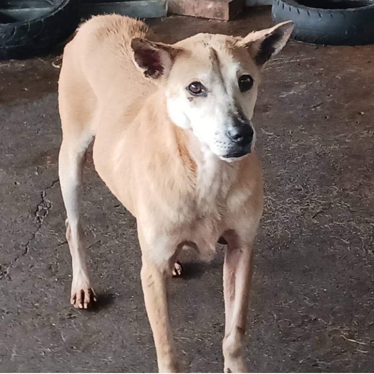 雲林縣待認養狗 混種犬